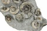 Fossil Ammonite (Arnioceras) Cluster - Holderness Coast, England #243494-1